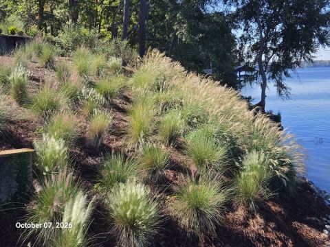 Ornamental grasses planted on a lakeside slope