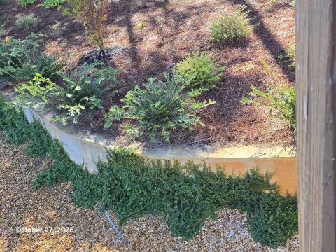 Planting bed with groundcover along a retaining wall